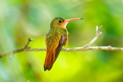 Cinnamon Hummingbird Amazilia rutila El Tuito, Jalisco, Mexico 12 June Adult Trochilidae