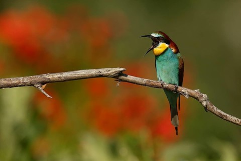 European Bee-eater (Merops apiaster) regurgitating pellet, Piedmont, Italy