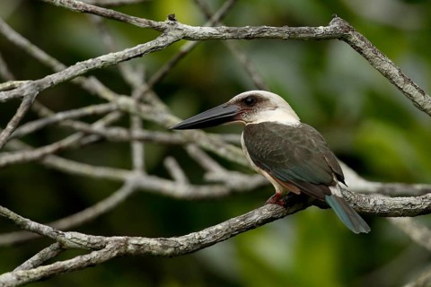 Great-billed Kingfisher (Pelargopsis melanorhyncha) perched on a branch, North Sulawesi, Indonesia