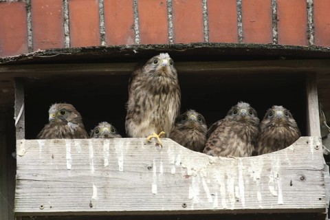 Common Kestrel (Falco tinnunculus) juvenile, Lower Saxony, Germany