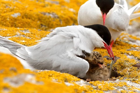 Arctic Tern (Sterna paradisaea) pair feeds chick, Farne Islands, United Kingdom