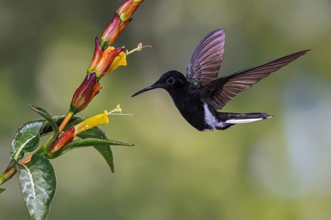 Black Jacobin (Florisuga fusca) flying and feeding at a flower in the Atlantic rainforest of