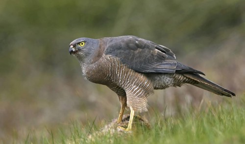 Brown Goshawk (Accipiter fasciatus), Victoria, Australia