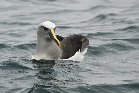 Buller's Albatross (Thalassarche bulleri), New Zealand