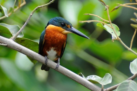 American Pygmy Kingfisher (Chloroceryle aenea), Pantanal, Brazil