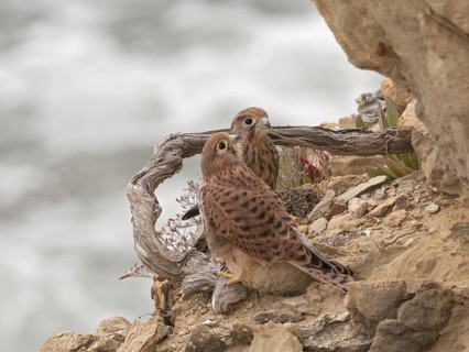 Common Kestrel (Falco tinnunculus), Ibiza, Spain