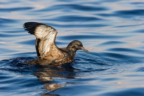 Sooty Shearwater (Ardenna grisea), Eilat, Israel