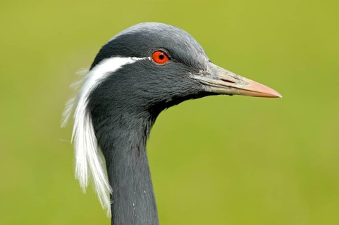 Jungfernkranich (Anthropoides virgo), Portrait, captive, Zoo/Gehege, NRW, Deutschland