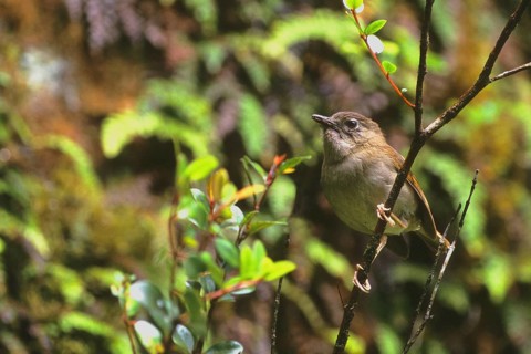 Puaiohi, Small Kauai Thrush, Myadestes palmeri, endangered
