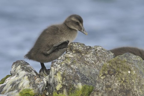 Common Eider (Somateria mollissima) juvenile, Bornholm, Denmark