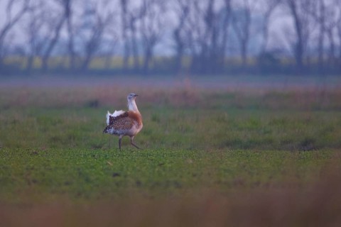 Great Bustard (Otis tarda) male, Hungary