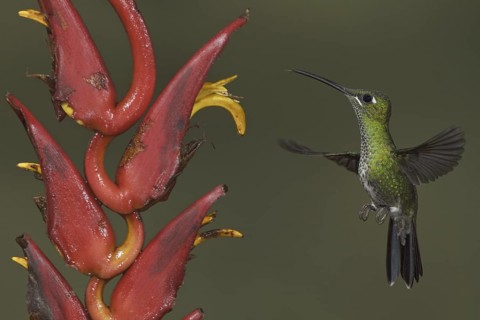 Green-crowned Brilliant (Heliodoxa jacula), Ecuador