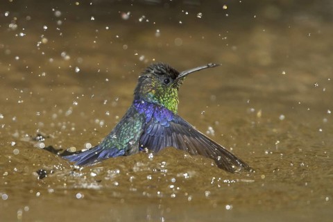 Crowned Woodnymph (Thalurania colombica), Costa Rica