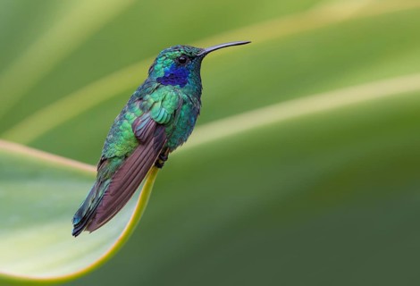 Green Violetear Hummingbird (Colibri thalassinus) - San Gerrardo de Dota, Costa Rica