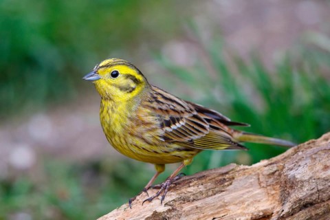 Yellowhammer (Emberiza citrinella) male, North Rhine-Westphalia, Germany