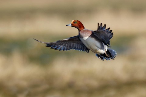 Eurasian Wigeon (Mareca penelope) male flying, Netherlands