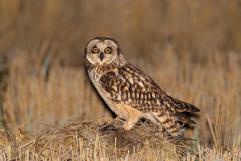 Short-eared Owl (Asio flammeus) with prey, Lisbon, Portugal