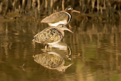 Greater Painted-snipe (Rostratula benghalensis), Gambia