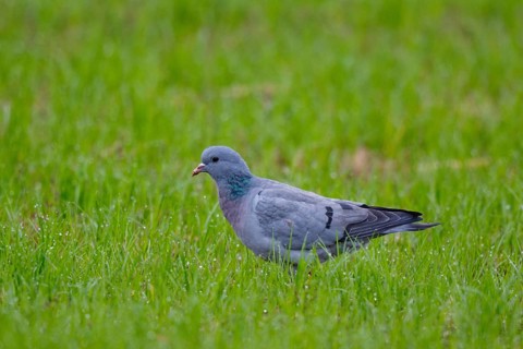 Stock Dove (Columba oenas), North Rhine-Westphalia, Germany