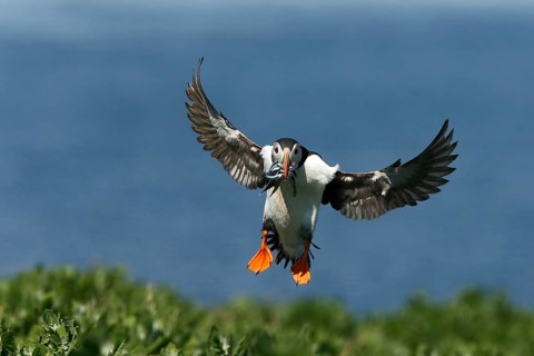 Atlantic Puffin (Fratercula arctica) incoming, carrying sandeels in bill, Farne Islands, United