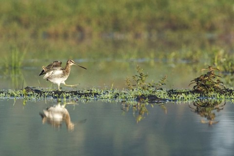 Common Snipe (Gallinago gallinago), Netherlands