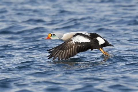King Eider (Somateria spectabilis) maleflying, Varanger, Norway