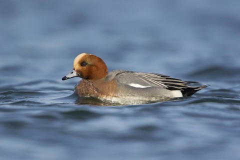 Eurasian Wigeon (Mareca penelope) male, British Columbia, Canada