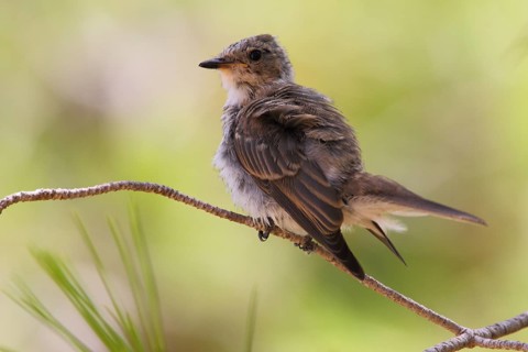 Spotted Flycatcher (Muscicapa striata) juvenile, Mallorca, Spain