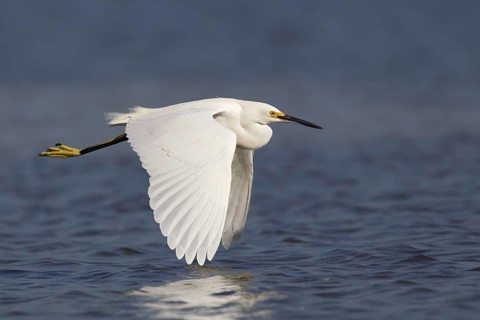 Snowy Egret (Egretta thula), Florida, USA