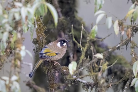 Black-crowned Laughing Thrush (Trochalopteron affine), Singalila National Park, Jamuna, Koshi