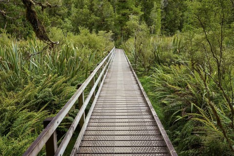 A long wooden bridge leads through a lush forest landscape with ferns, summer, Lake Matheson, Fox