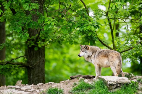 Eastern wolf (Canis lupus lycaon) standing on a little hill, Bavaria, Germany
