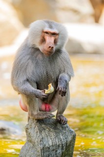 Hamadryas baboon (Papio hamadryas) male sitting, captive, Zoo Augsburg, Germany