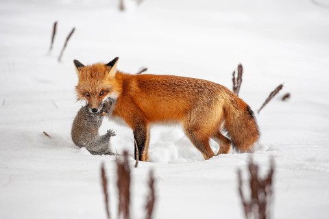 Red fox (vulpes vulpes), Fox hunting eastern gray squirrel (sciurus carolinensis) in winter.