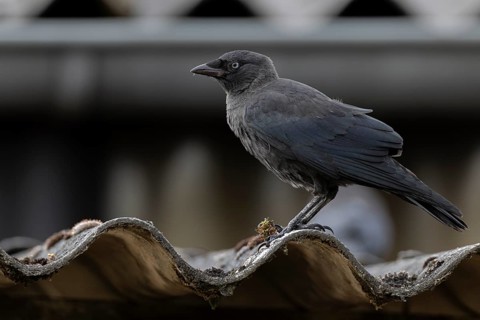 Jackdaw (Corvus monedula) sitting on a corrugated roof, village in Münsterland, North
