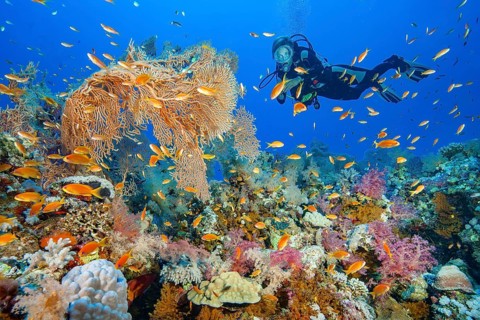 Diver looking at illuminated colourful intact lively colourful colourful tropical coral reef with