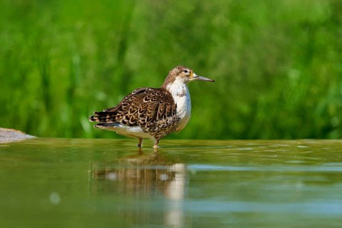 Bird standing calmly in the water against a green background, Ruff (Calidris pugnax), spring,