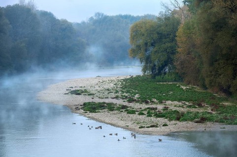 River Isar in the morning mist shortly in front of sunrise, ducks swimming in the water in front of