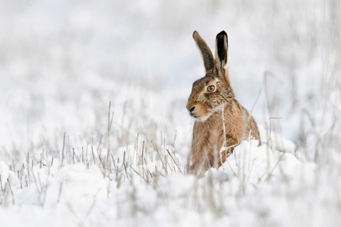 European hare (Lepus europaeus), hare sits in winter in a meadow in the snow, looks dreamy,