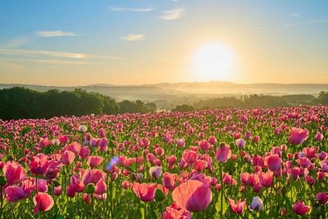 Opium poppy (Papaver somniferum), pink poppies at dawn with fresh blue sky, summer, Germerode, Geo