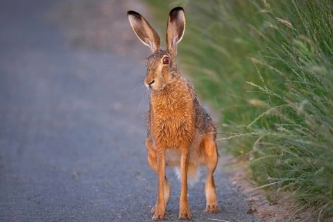 A hare sits on a dirt track at sunrise in the north-west of Frankfurt am Main, Frankfurt am Main,