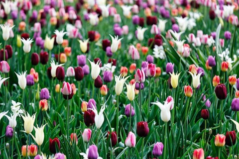 Different coloured tulips (Tulipa), colourful tulip bed, Keukenhof gardens, Lisse, Bollenstreek,