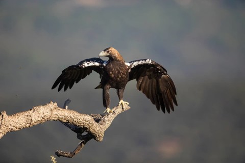 Iberian Eagle (Aquila adalberti), Spanish imperial eagle, Extremadura, Castilla La Mancha, Spain
