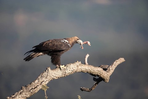 Iberian Eagle (Aquila adalberti), Spanish imperial eagle, Extremadura, Castilla La Mancha, Spain