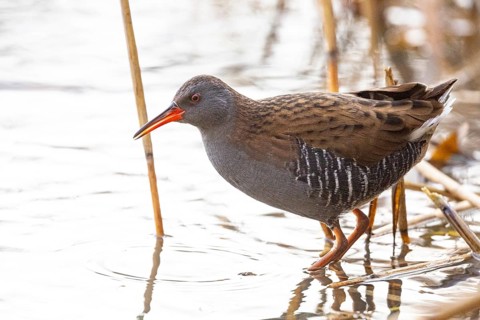 Water rail (Rallus aquaticus) Germany