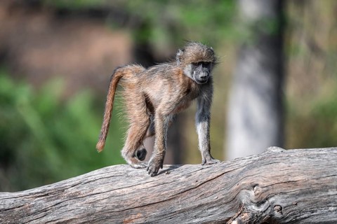 Bear baboon (Papio ursinus), young on a tree trunk, Kruger National Park, South Africa