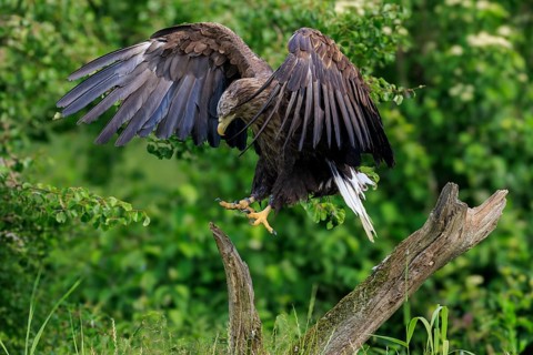 An eagle lands on a tree stump with its wings wide open, white-tailed eagle (Haliaeetus albicilla),