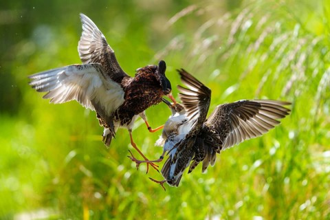 Aerial fight between two ruffs, clipped wing movements in green surroundings, ruff (Calidris