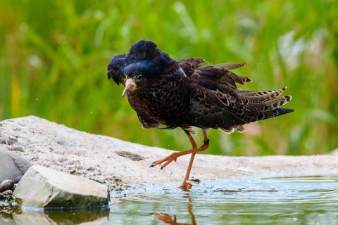 A bird near a water hole on a stone in a natural environment, ruff (Calidris pugnax, syn.: