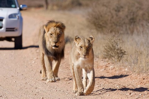 African lions (Panthera leo), two adults, male and female, walking on a dirt road, followed by an